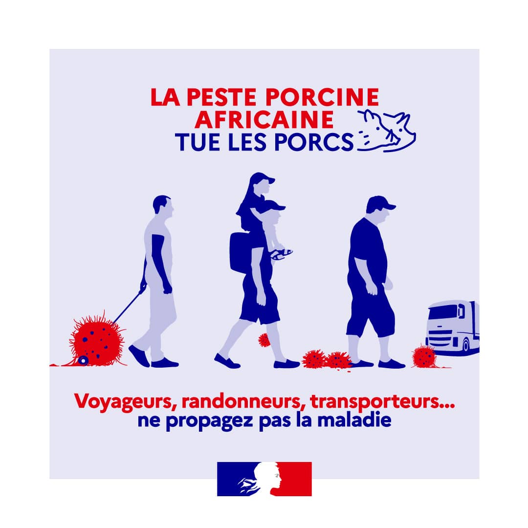 Les Attaques - Peste Porcine