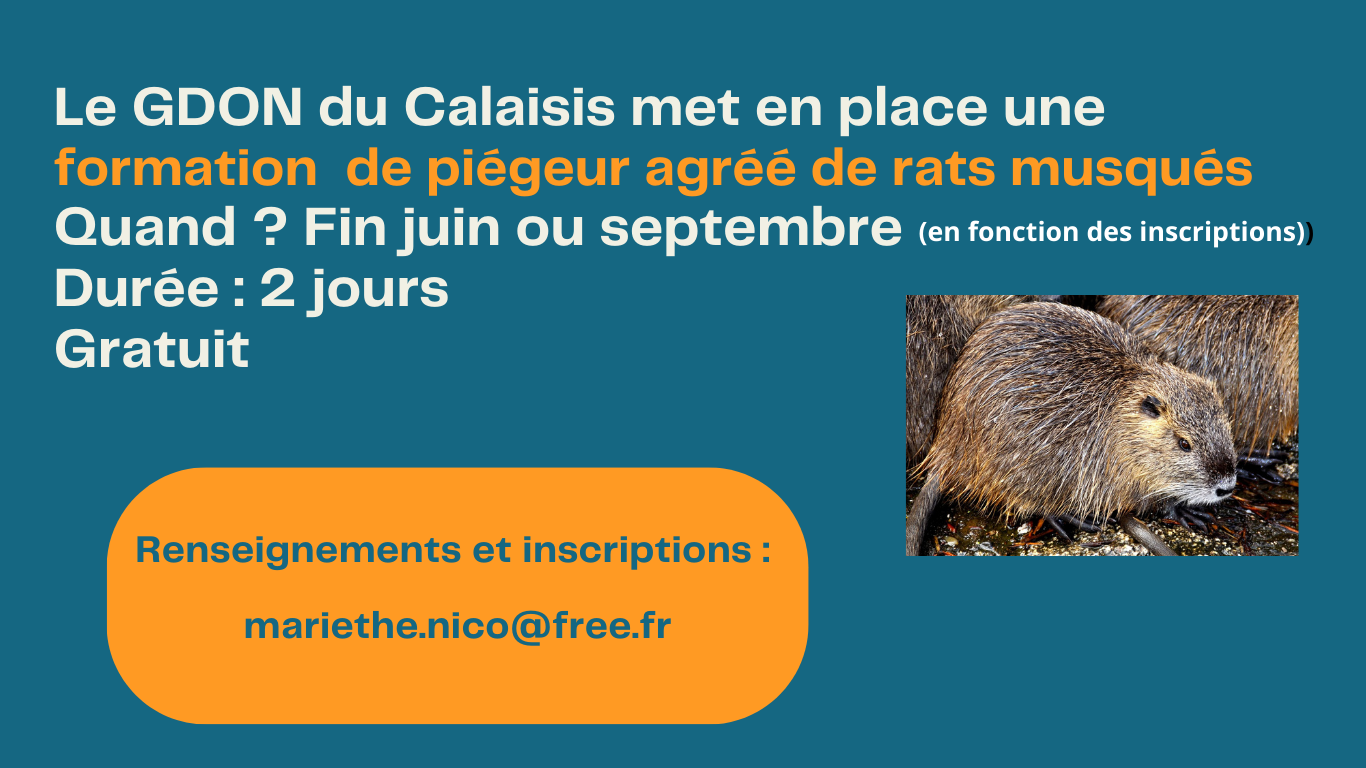 Le GDON rats.png