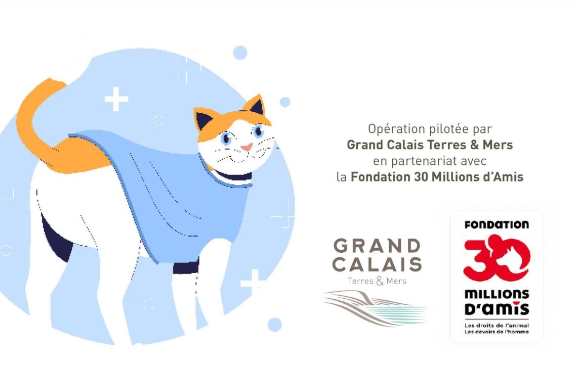 Les Attaques - Opération de trappage des chats errants pour stérilisation